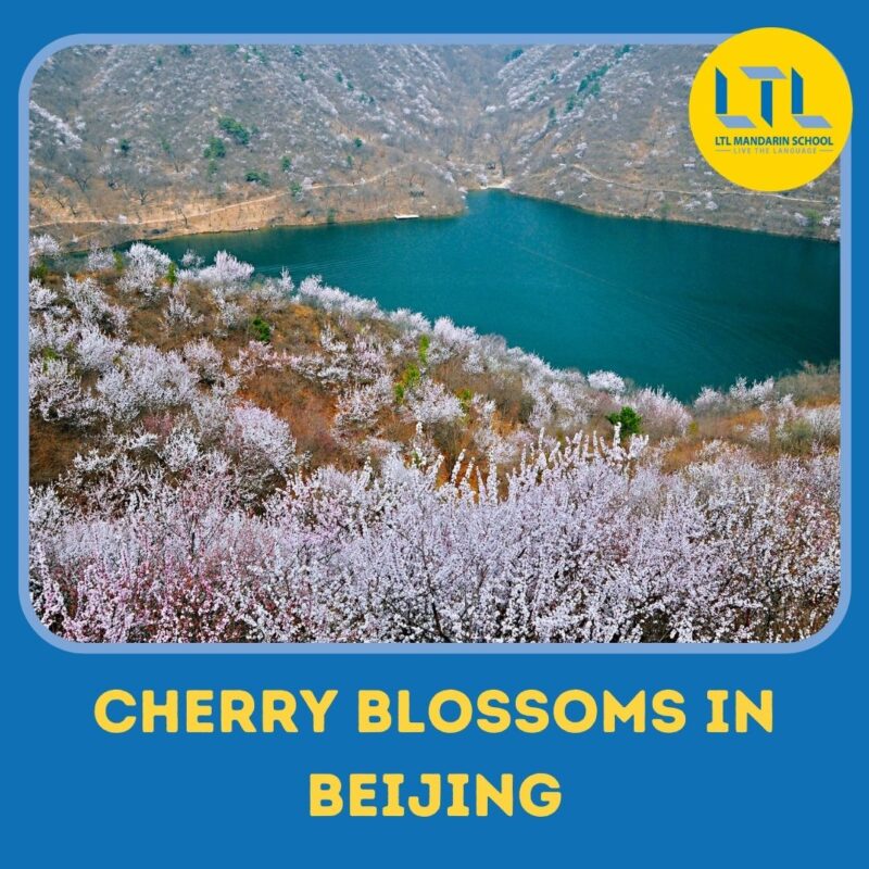 Cherry-Blossoms-in-Beijing