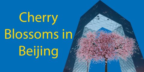 Cherry Blossoms in Beijing You Have To See in 2022 Thumbnail