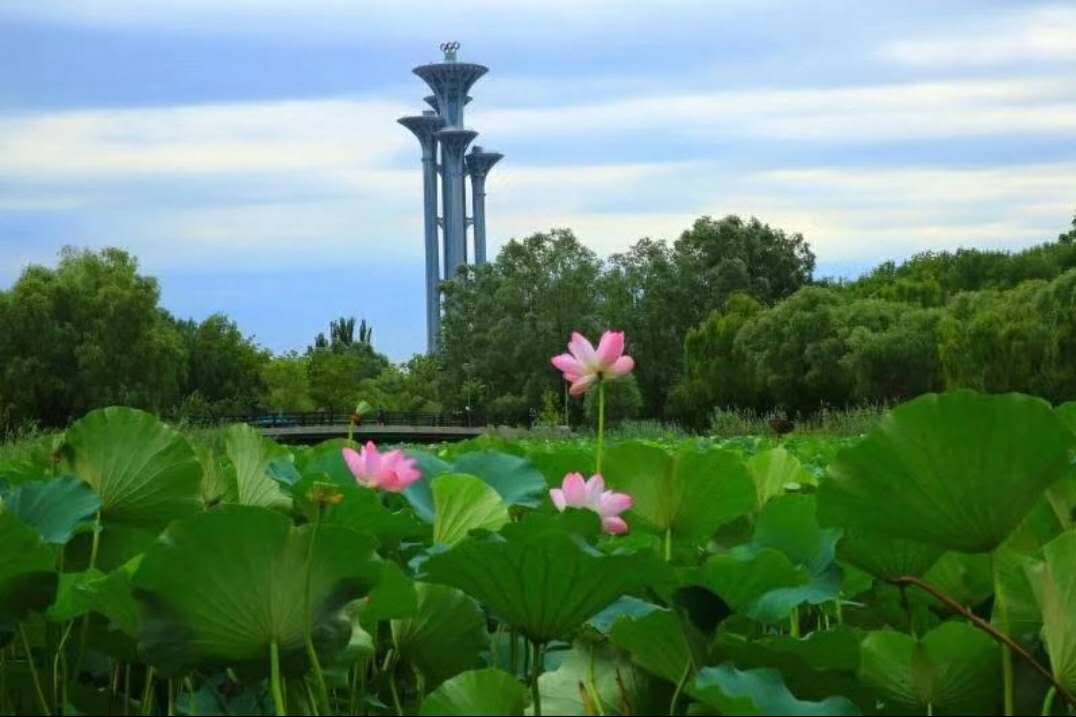 forest-park-summer-beijing