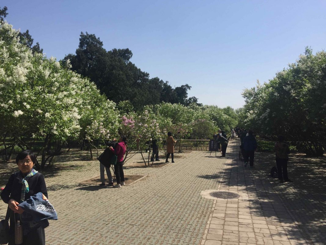 Temple of Heaven in 2018 - Cherry Blossoms in Beijing